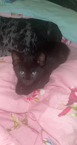 8 weeks old kitten for Rehome 