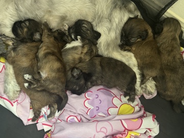 Shih Tzu – SHIH TZU PUPPIES 🐶 – Houston