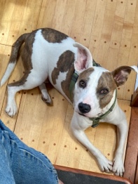 Frankie needs a home