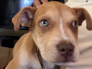 American Bulldog – American Bulldog – Grenada
