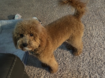 Goldendoodle – Mini Golden Doodle – Orlando