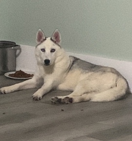 husky