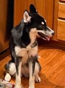 Siberian Husky – Roxcee