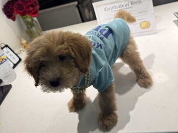 Goldendoodle – mini golden doodle – Hampton