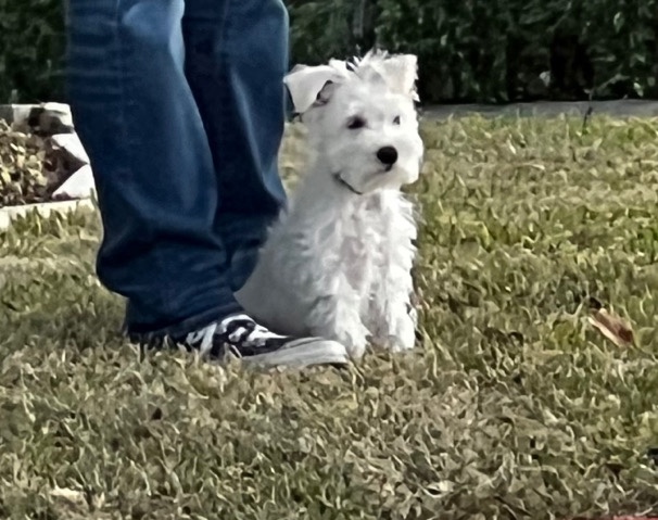 Standard Schnauzer – schnauzer puppy!