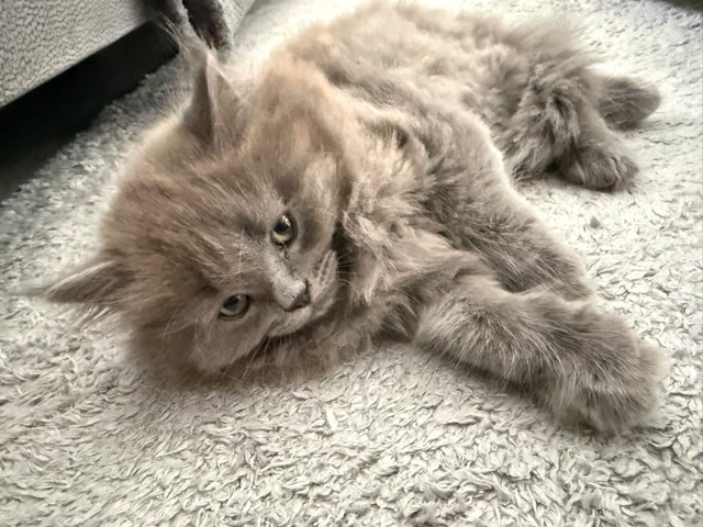 British Longhair – britisch langhaar kitten – Berlin