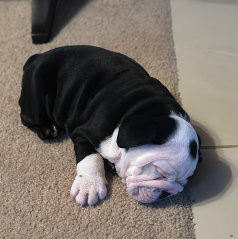 Olde English Bulldogge – Austin Puppy English Bulldog AKC - Rehome
