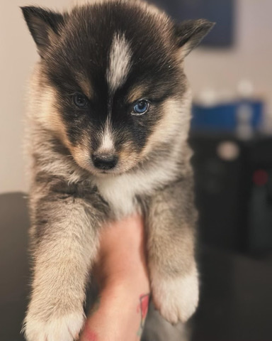 Pomeranian – pomsky puppy