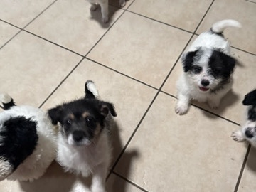 All - puppies  available for adoption in Hawaiian Gardens