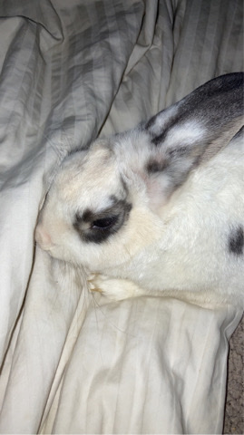 English Spot – female rabbit