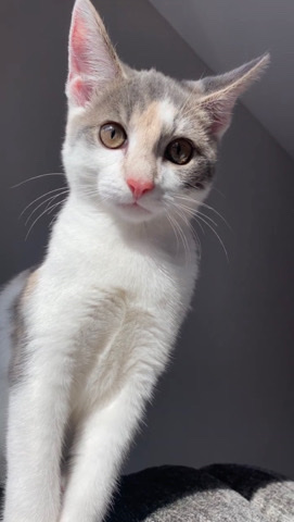 5 months old female calico