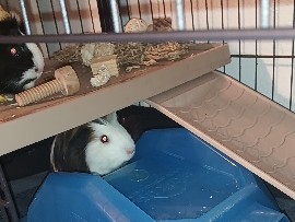 2 female guinea pigs