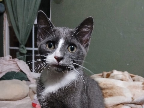 American Shorthair – Young Cat Up For Adoption – Long Beach