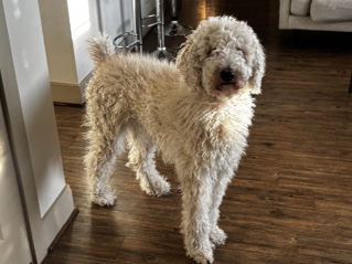 Poodle – poodle – Chandler