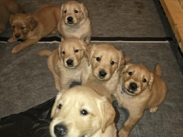 Golden Retriever – Golden retriever puppys for rehoming