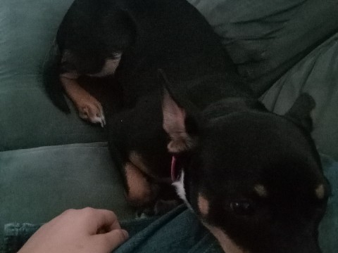 Rottweiler – name of dog: bear