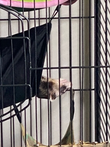 ferret – my name is wisely