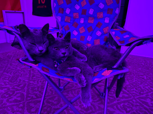 Kitties For Sale