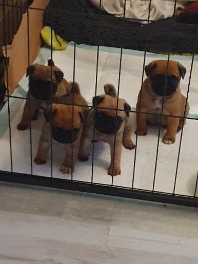 Pug – pug puppies