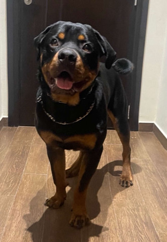 Rottweiler – Geraman Rottweiler Male
