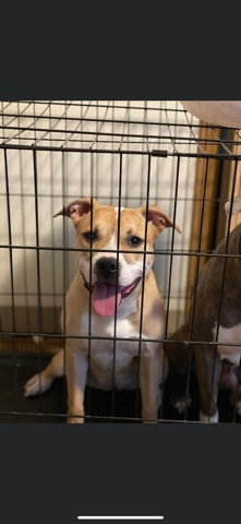 briddle pitbull