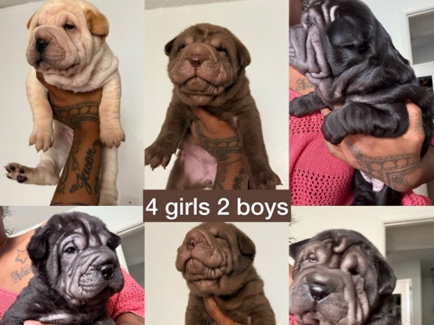  Full breed Shar-Pei puppies