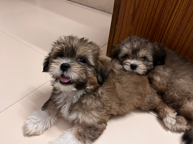 Shih Tzu – Care Tzu Puppies ( Terrier + Shih Tzu) for Sale