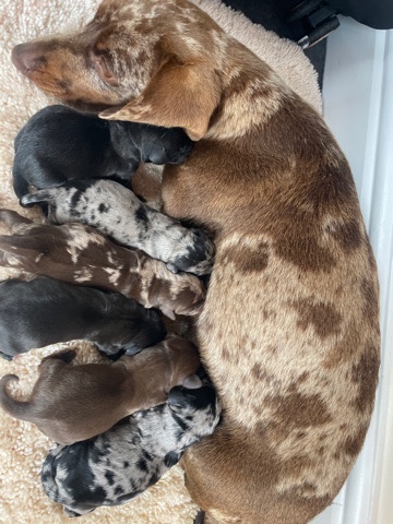Doxiepoo puppies