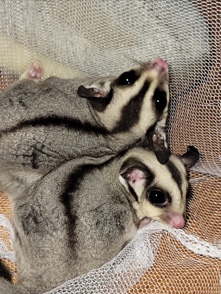 squirrel – Sugar gliders for sale