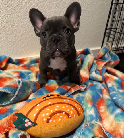French Bulldog – blue female