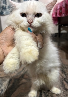 Persian (Traditional) – New born Persian cat