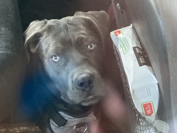Cane Corso – cane Corso – Beaver Dam
