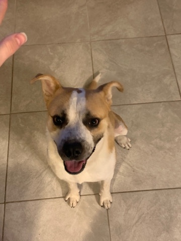 American Pit Bull Terrier – Looking for a new home