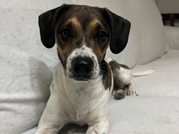Perrito en adopción – Mula
