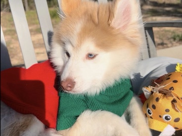 Siberian Husky – cute pomsky for sale – Houston