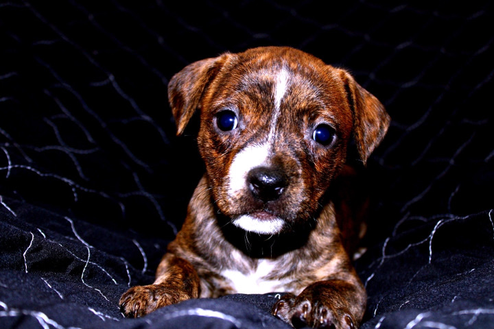 American Pit Bull Terrier – Teddie “Female”