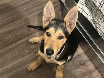 German Shepherd – German Shepherd