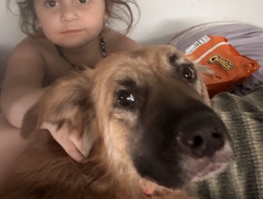Golden Retriever – HIS NAME IS BEAR – Las Vegas