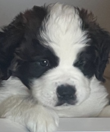 St. Bernard – puppies
