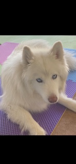 Samoyed