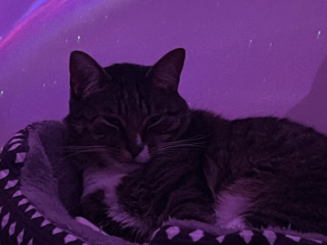 American Shorthair – Modelo the kitty kat – Jacksonville