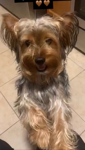 Yorkshire Terrier – Yorkieshire Terrier