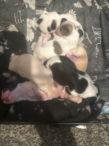 puppies