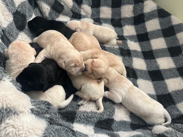 Golden Retriever – golden retriever/ labrador, retriever pups