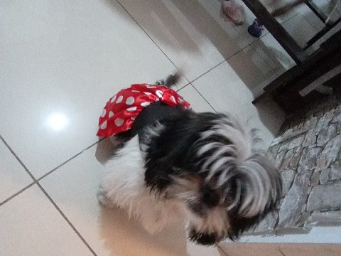 Lhasa Apso – Vendo Lhasa (Nome e Mile)