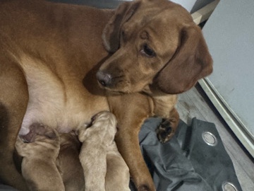 English Cocker Spaniel – cocker spaniel x labrador puppies – Leeds