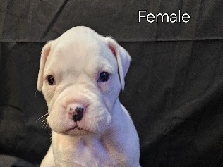 Boxer – Akc Boxers