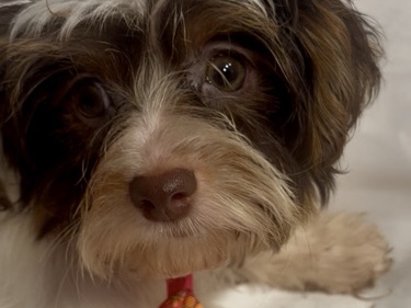 Yorkshire Terrier – Party Yorkie Male – Mullins