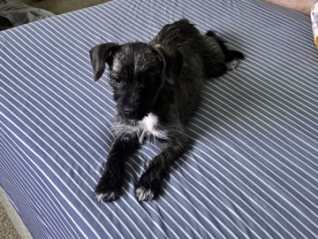 Miniature Schnauzer – Schnauzer/Chihuahua looking for a loving home
