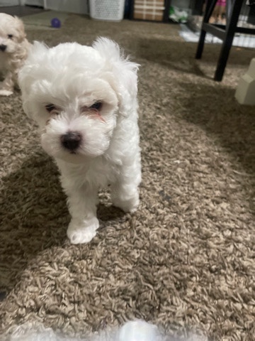 Coton de Tulear – selling puppies ✨